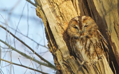 Bosuil/Tawny Owl