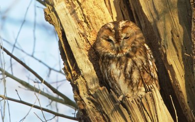 Bosuil/Tawny Owl