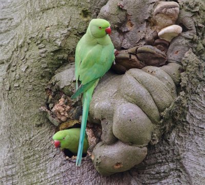 Halsbandparkiet/Rose-ringed Parakeet
