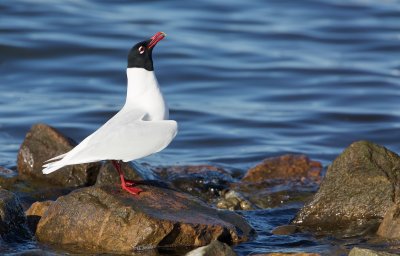 Zwartkopmeeuw/Mediterranean Gull