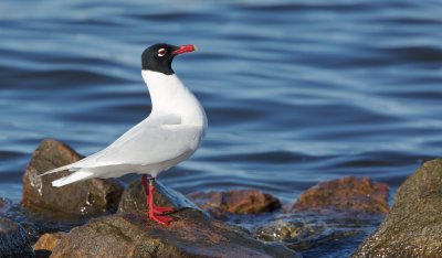 Zwartkopmeeuw/Mediterranean Gull
