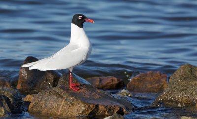 Zwartkopmeeuw/Mediterranean Gull
