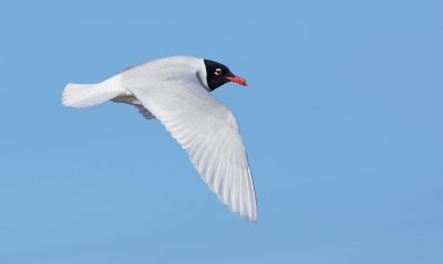 Zwartkopmeeuw/Mediterranean Gull