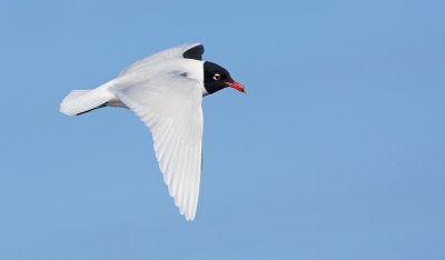 Zwartkopmeeuw/Mediterranean Gull