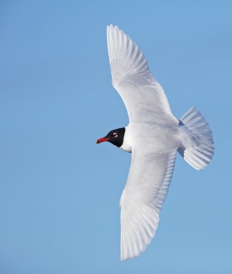 Zwartkopmeeuw/Mediterranean Gull