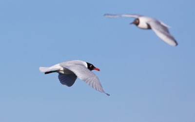 Zwartkopmeeuw/Mediterranean Gull