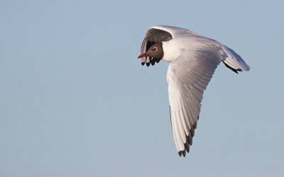 Kokmeeuw/Black-headed Gull