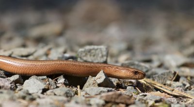 Hazelworm/Slowworm