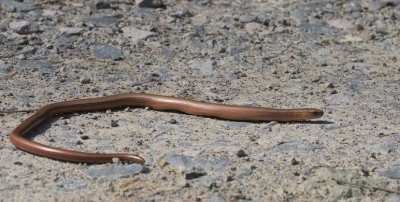 Hazelworm/Slowworm