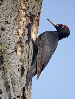 Zwarte Specht/Black Woodpecker
