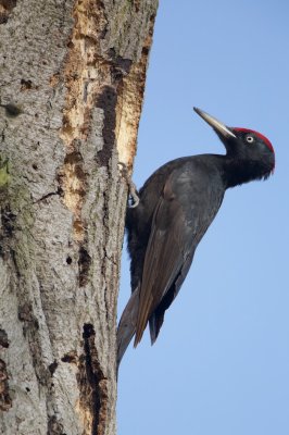 Zwarte Specht/Black Woodpecker