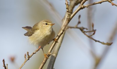 Fitis/Willow Warbler