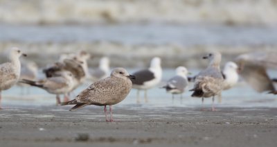 Thayers Meeuw/Thayer's Gull