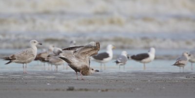 Thayers Meeuw/Thayer's Gull