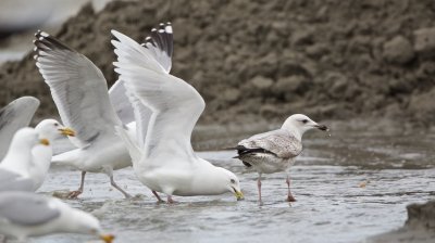 Kumliens Meeuw/Kumlien's Gull
