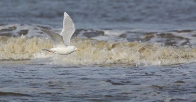 Kumliens Meeuw/Kumlien's Gull