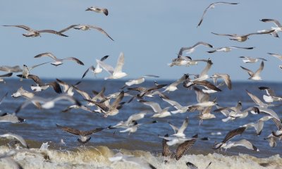 Kumliens Meeuw/Kumlien's Gull