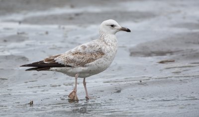 Pontische Meeuw/Caspian Gull