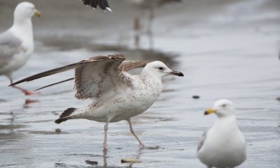 Pontische Meeuw/Caspian Gull