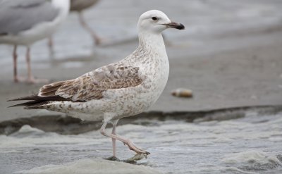 Pontische Meeuw/Caspian Gull