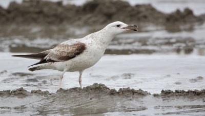 Pontische Meeuw/Caspian Gull