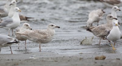 Nelson's Meeuw/Nelson's Gull (Grote Burgemeester x Zilvermeeuw  Larus hyperboreus x L. argentatus)