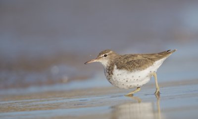 Amerikaanse Oeverloper/Spotted Sandpiper