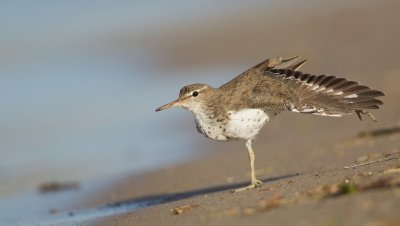 Amerikaanse Oeverloper/Spotted Sandpiper