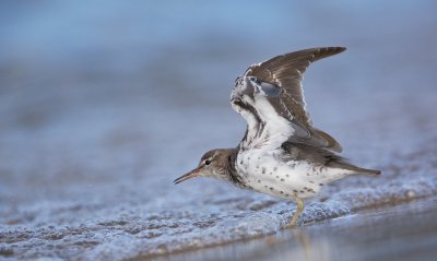 Amerikaanse Oeverloper/Spotted Sandpiper