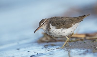 Amerikaanse Oeverloper/Spotted Sandpiper