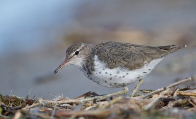 Amerikaanse Oeverloper/Spotted Sandpiper