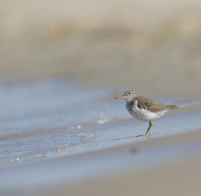 Amerikaanse Oeverloper/Spotted Sandpiper