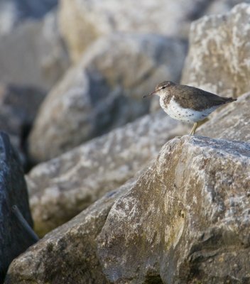 Amerikaanse Oeverloper/Spotted Sandpiper