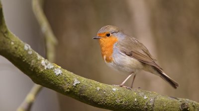 Roodborst/Robin