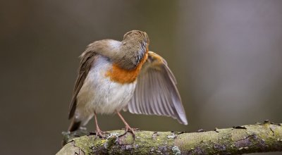 Roodborst/Robin