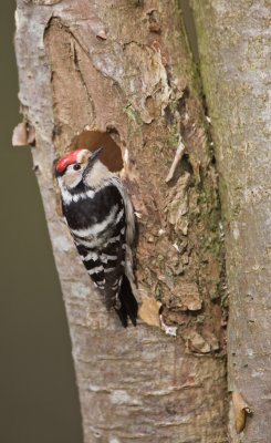 Kleine Bonte Specht/Lesser spotted Woodpecker