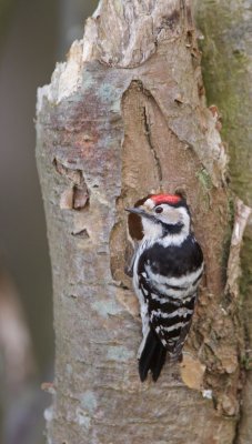 Kleine Bonte Specht/Lesser spotted Woodpecker