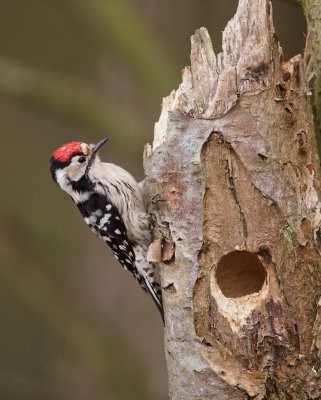 Kleine Bonte Specht/Lesser spotted Woodpecker