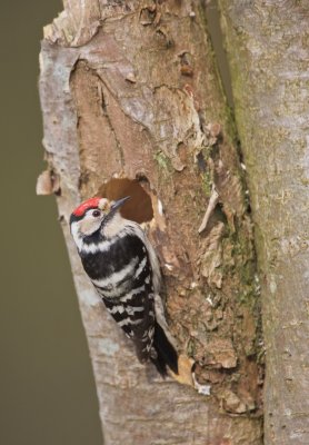 Kleine Bonte Specht/Lesser spotted Woodpecker