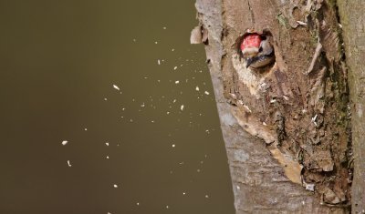 Kleine Bonte Specht/Lesser spotted Woodpecker