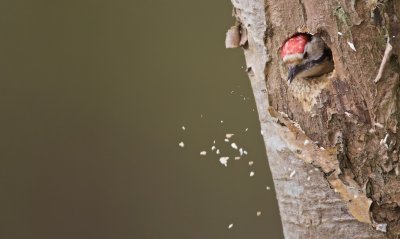 Kleine Bonte Specht/Lesser spotted Woodpecker