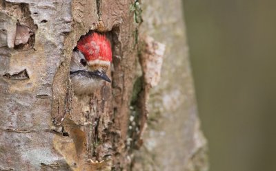 Kleine Bonte Specht/Lesser spotted Woodpecker