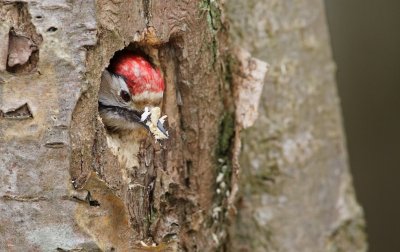 Kleine Bonte Specht/Lesser spotted Woodpecker