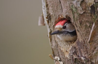Kleine Bonte Specht/Lesser spotted Woodpecker