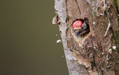 Kleine Bonte Specht/Lesser spotted Woodpecker