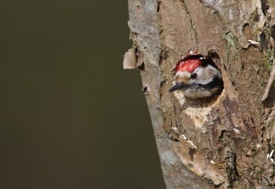 Kleine Bonte Specht/Lesser spotted Woodpecker