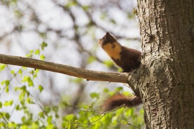 Boommarter/Pine Marten