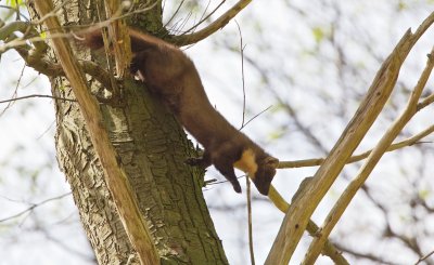 Boommarter/Pine Marten