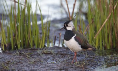 Kievit/Lapwing