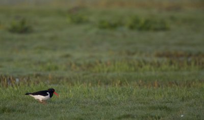 Scholekster/Oystercatcher